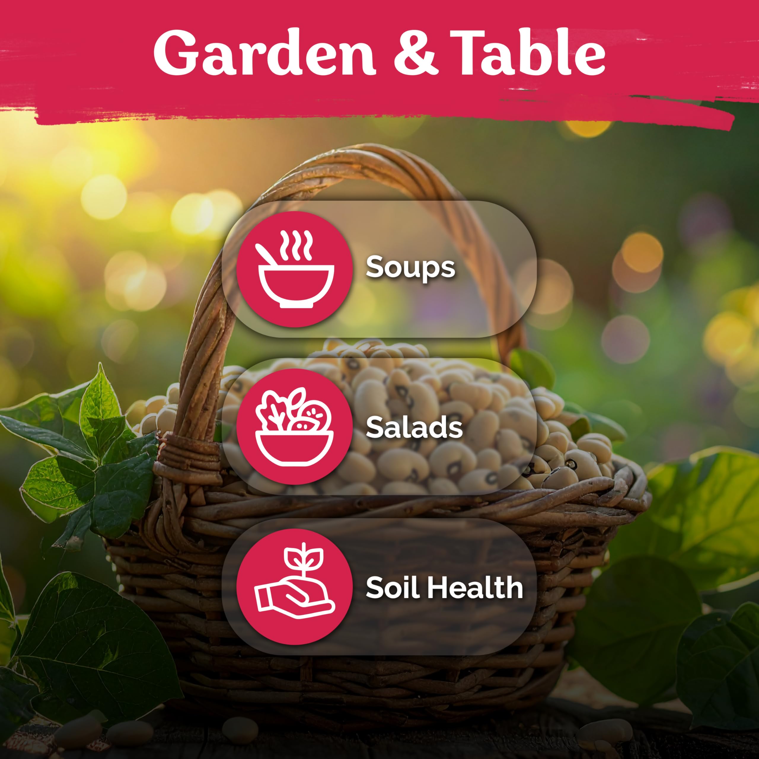 KVITER sunlit cowpeas plant thriving in warm garden soil