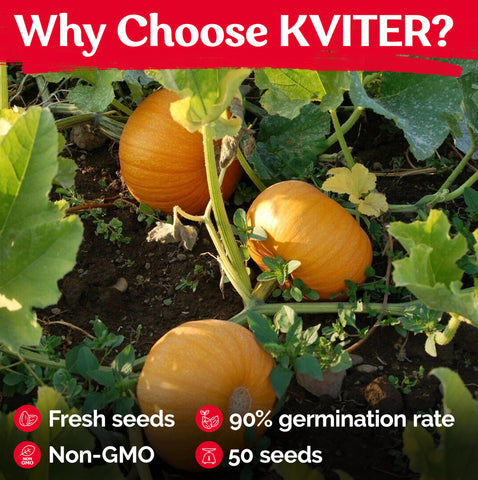 KVITER Cucurbita Pepo heirloom pumpkins on vines for harvest.