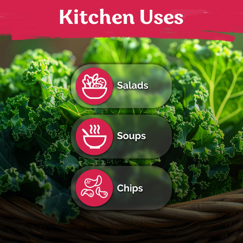 KVITER cut-and-come-again kale harvest in progress
