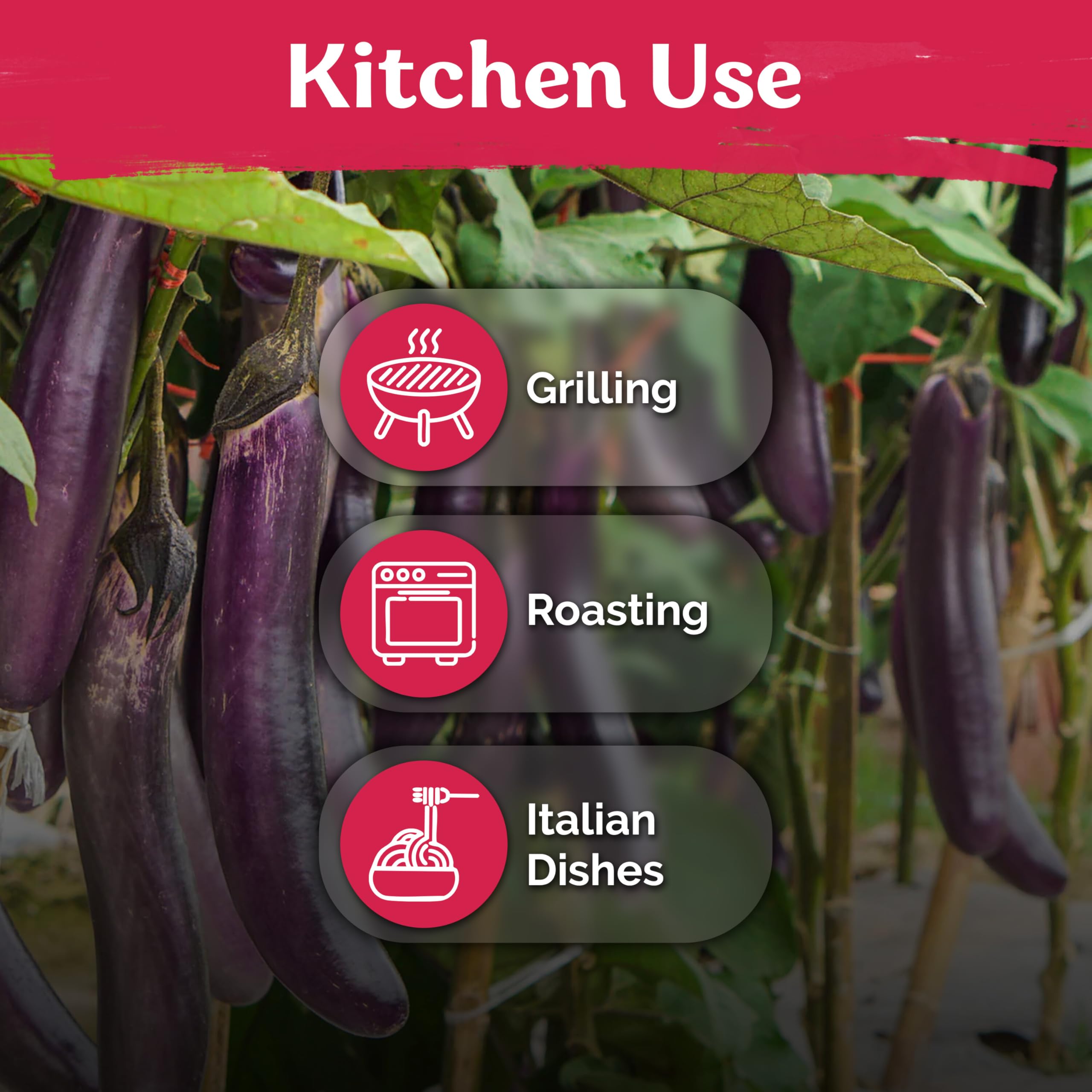 KVITER dark purple Italian eggplant fruit offers glossy harvests for recipes