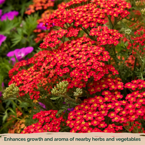 KVITER Deer-resistant yarrow thriving in borders and containers.
