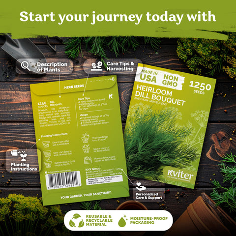 KVITER dill plants with strong aroma for fresh herb harvest.