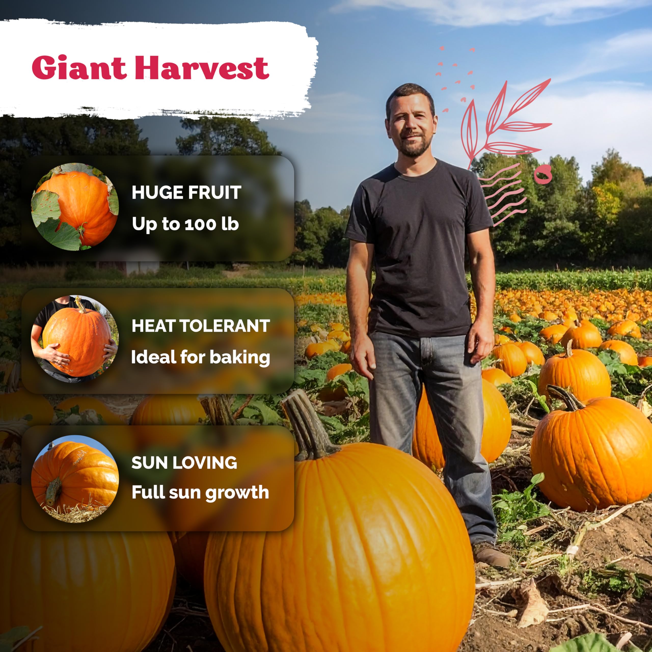 KVITER direct-sow seeds for easy, hands-off garden setup.