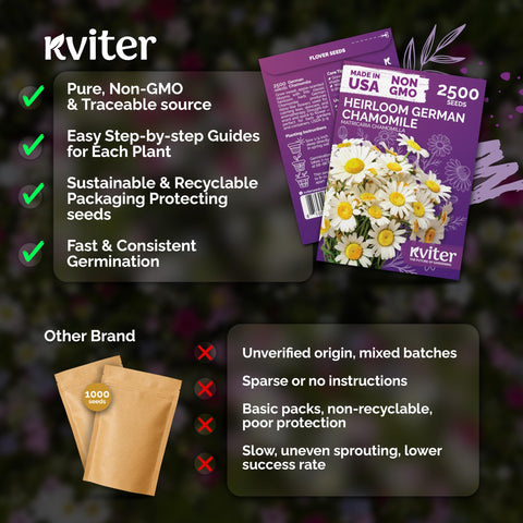 KVITER drought-tolerant chamomile plant thrives in sun or partial shade.