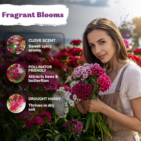 Drought-tolerant dianthus supports low-water garden setups.