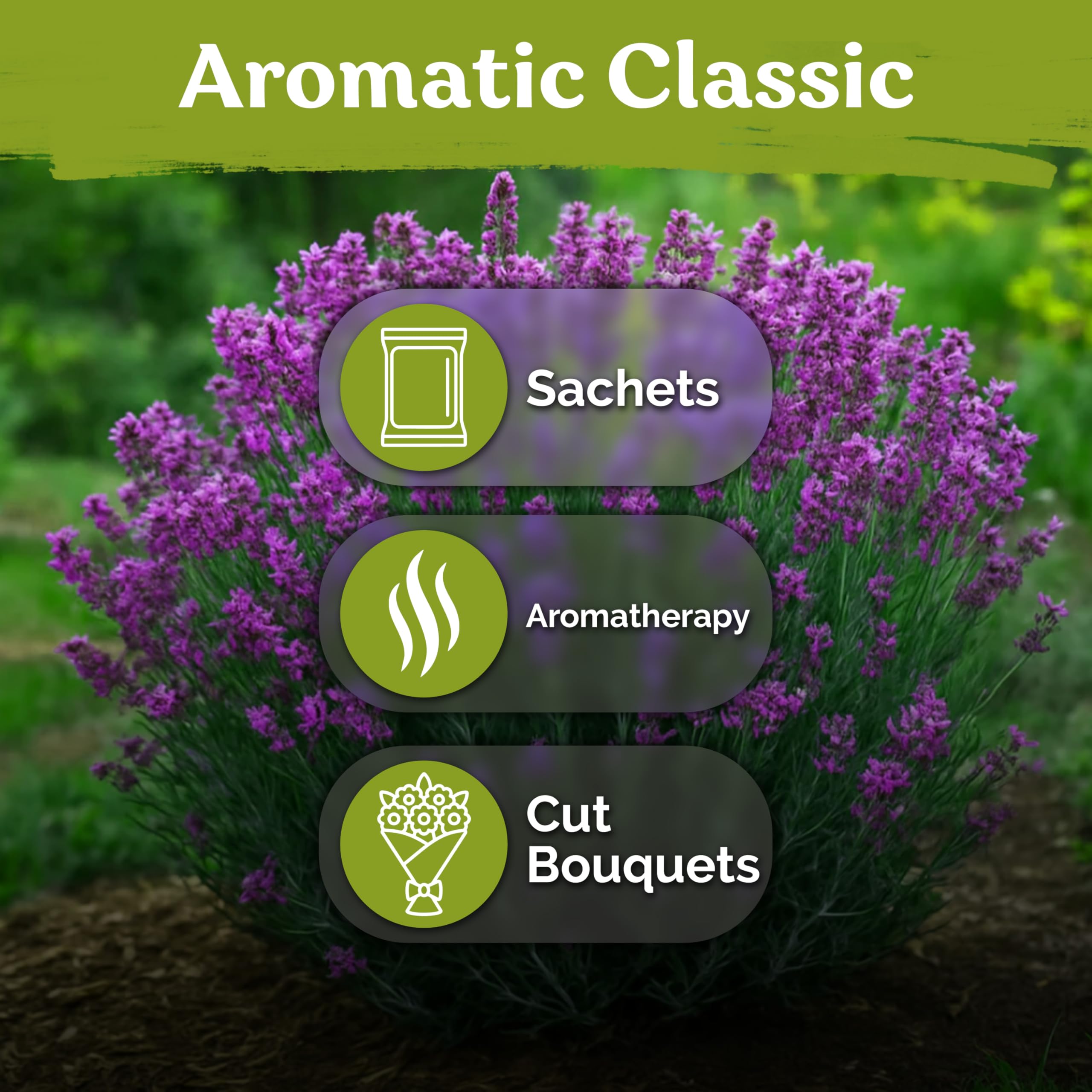 KVITER drought-tolerant lavender in well-drained soil for low-water landscapes