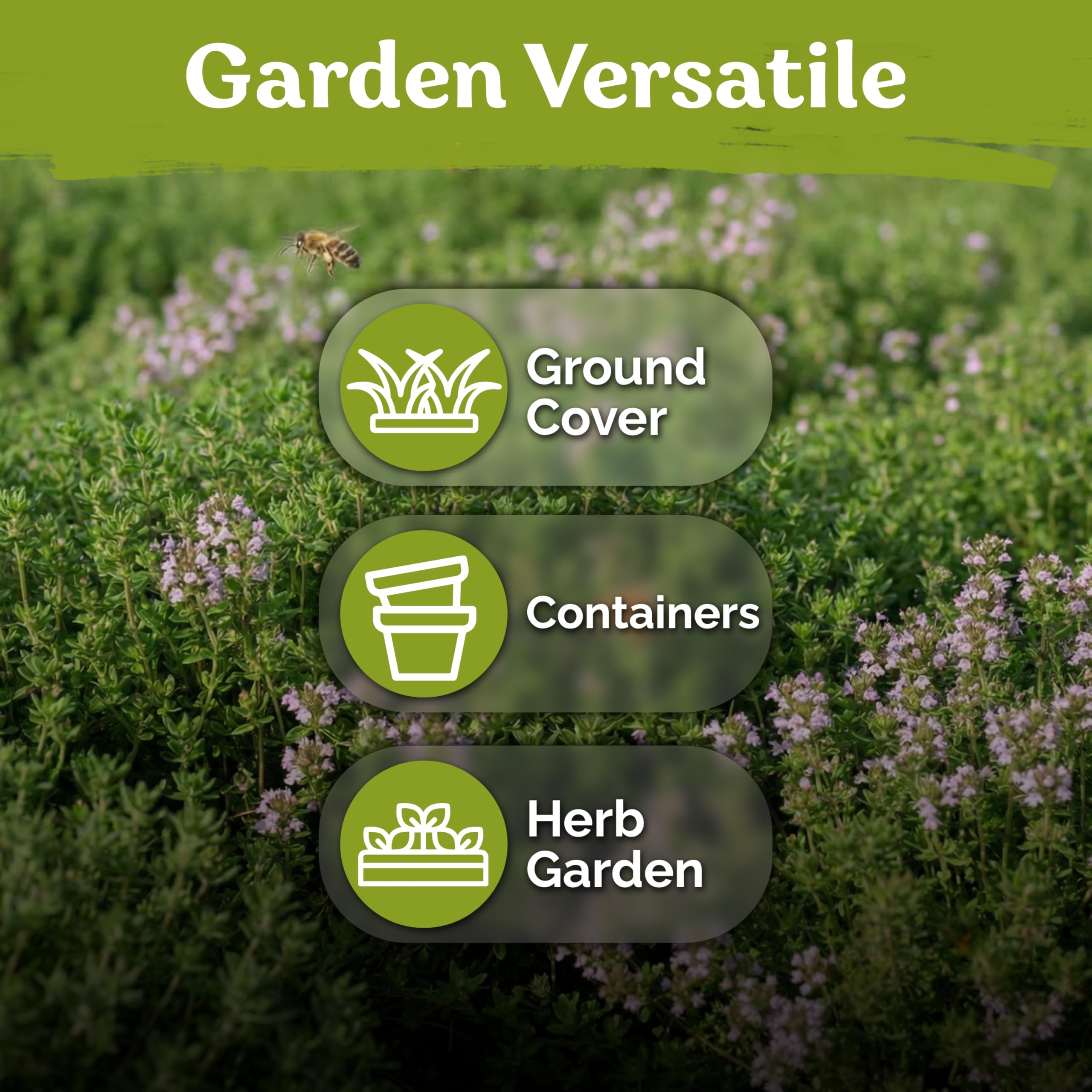 KVITER drought-tolerant thyme thrives with minimal water in sunny beds