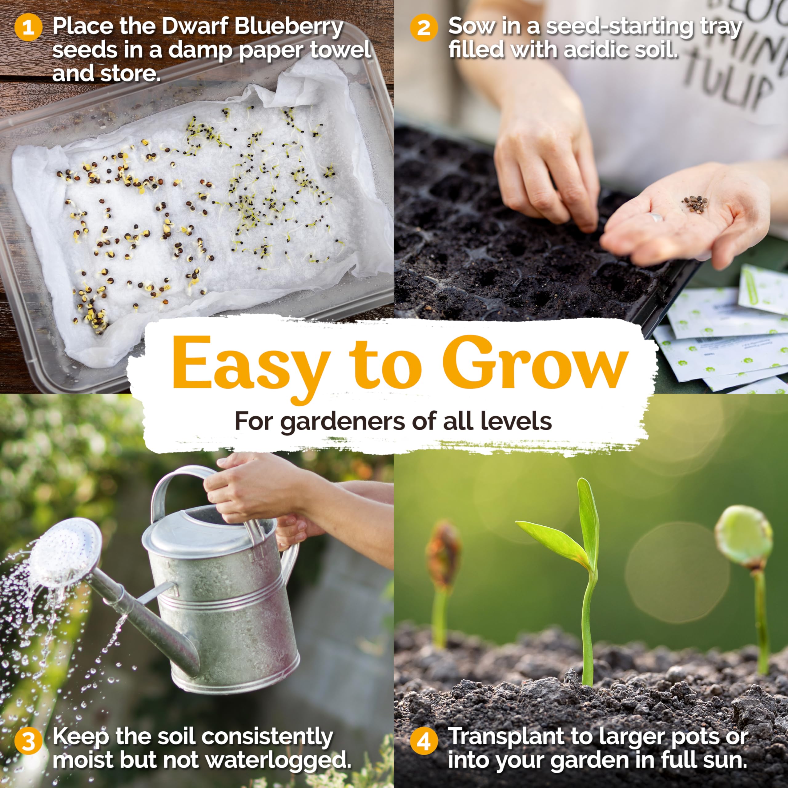 KVITER dwarf blueberry perennial fruit seed promises year-after-year harvests with minimal care.