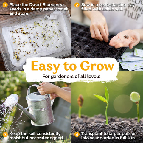 KVITER dwarf blueberry perennial fruit seed promises year-after-year harvests with minimal care.