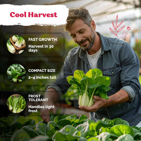 KVITER dwarf bok choy plants with dark green leaves and white stalks ready to harvest.