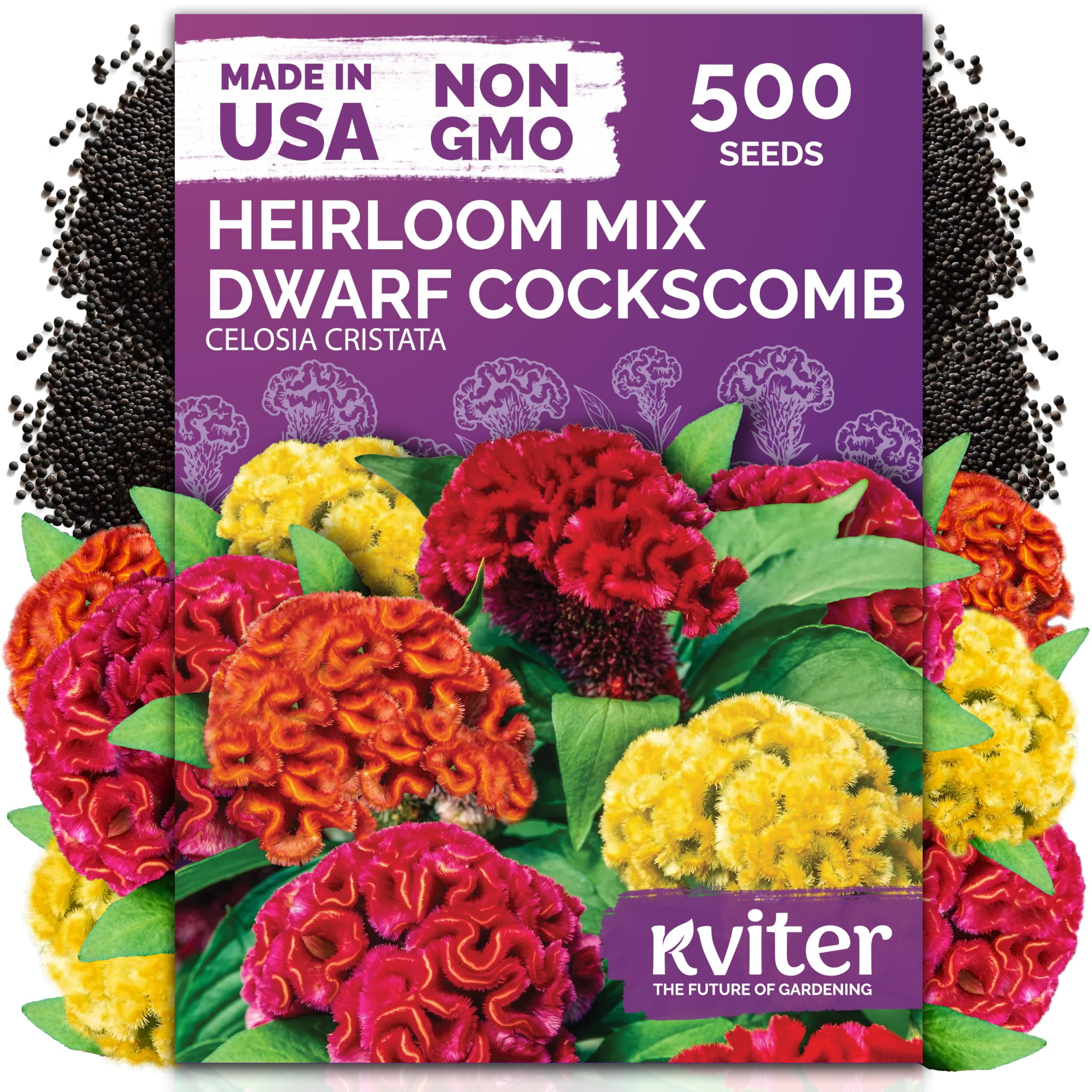 KVITER dwarf mix cockscomb bloom close-up shows vibrant Woolflower color for garden beds