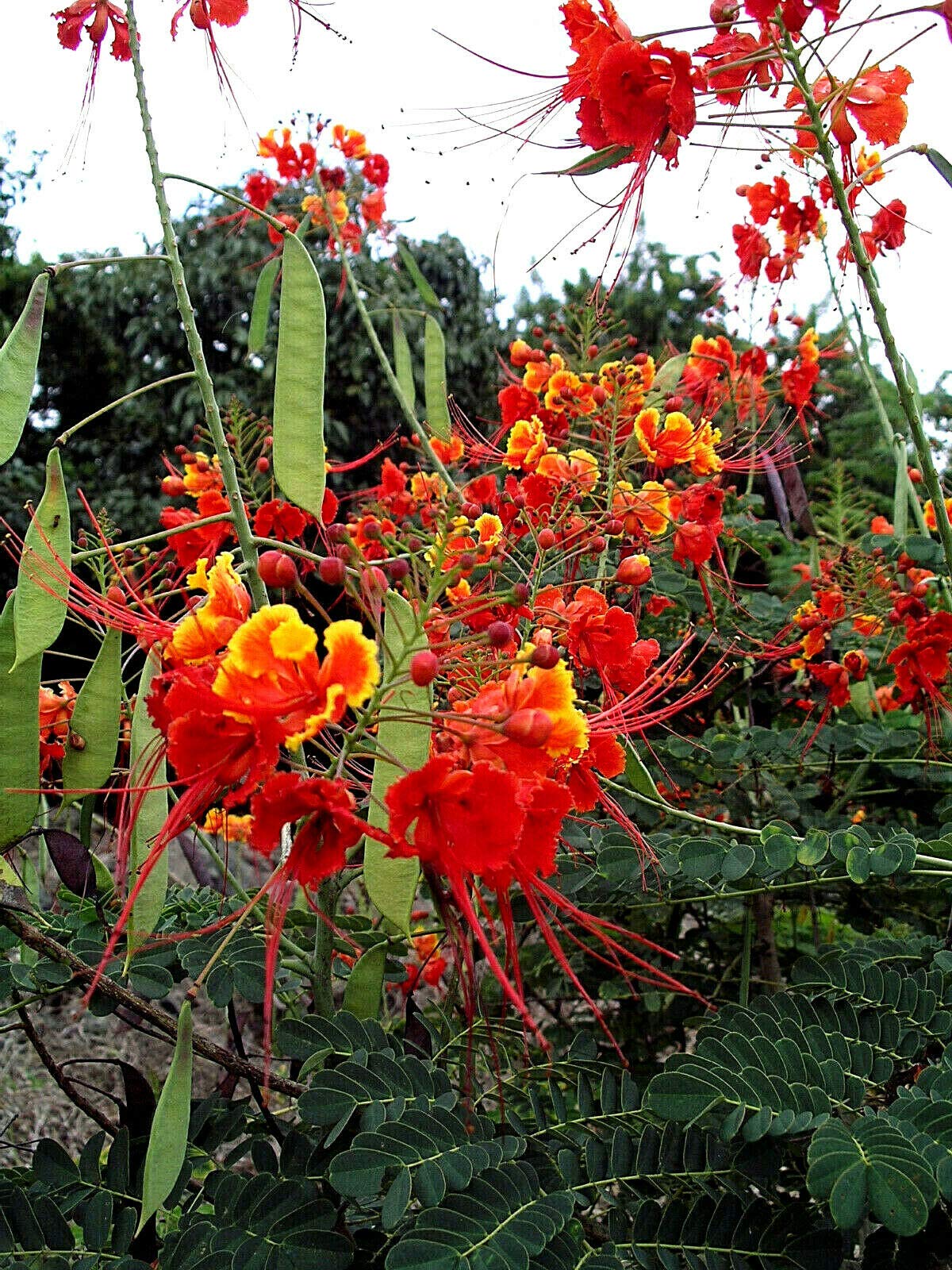 KVITER Dwarf poinciana privacy-screen shrub for garden borders.
