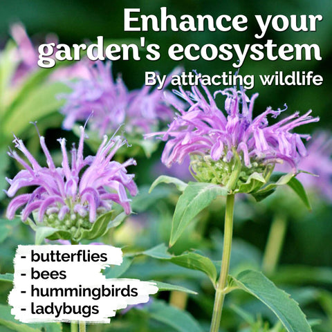 KVITER easy-care perennial border with fragrant citrus notes and wildlife-friendly edges.
