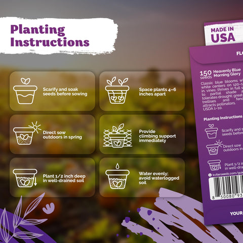 KVITER Easy germination seeds ready for warm soil and beginner-friendly planting.