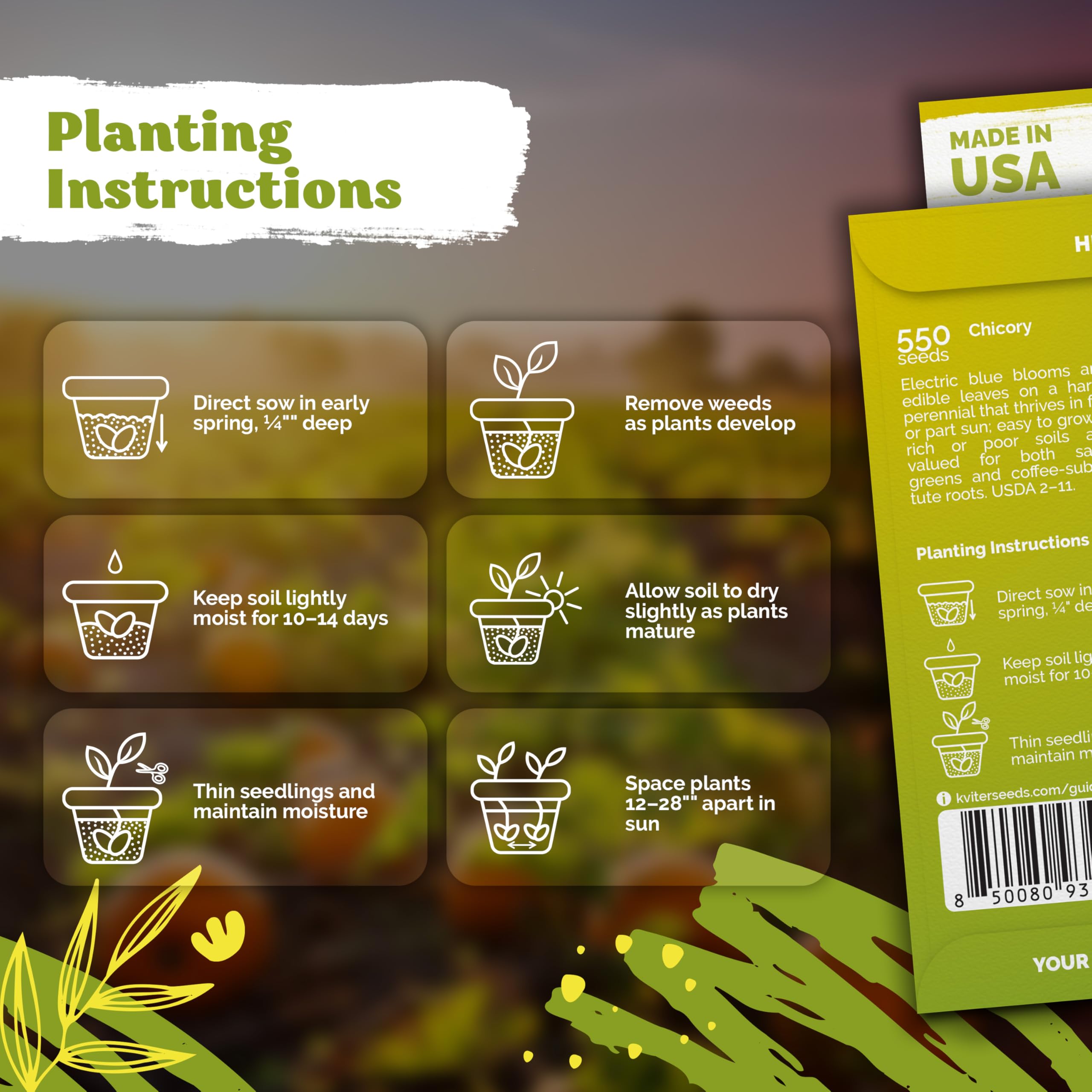 KVITER edible chicory leaves and roots add flavor to salads.