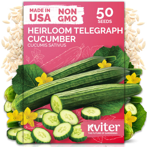 KVITER English Telegraph cucumber fruit ready for fresh salads from your garden.