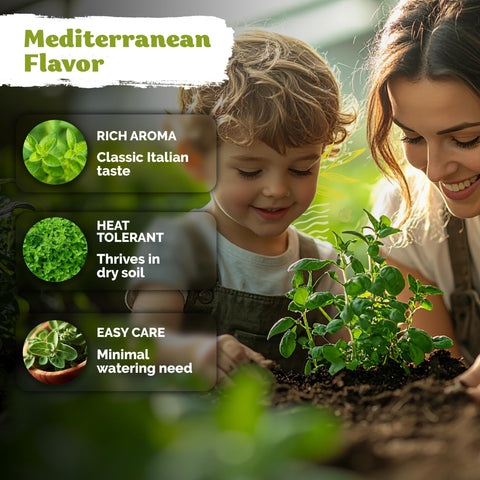 KVITER fresh oregano leaves harvest highlights fragrant, quick-use culinary herb.