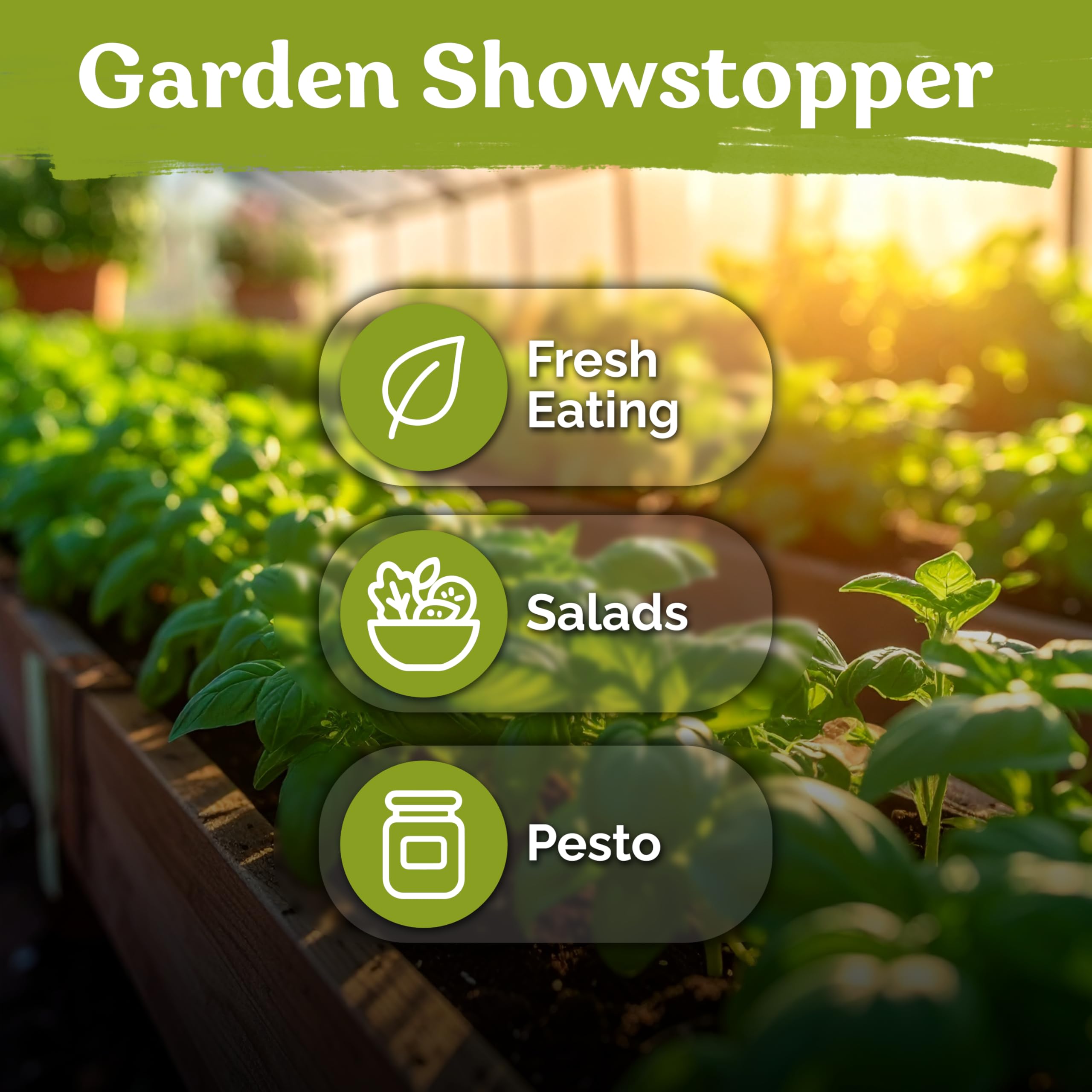Basil planted near tomatoes for improved air circulation.