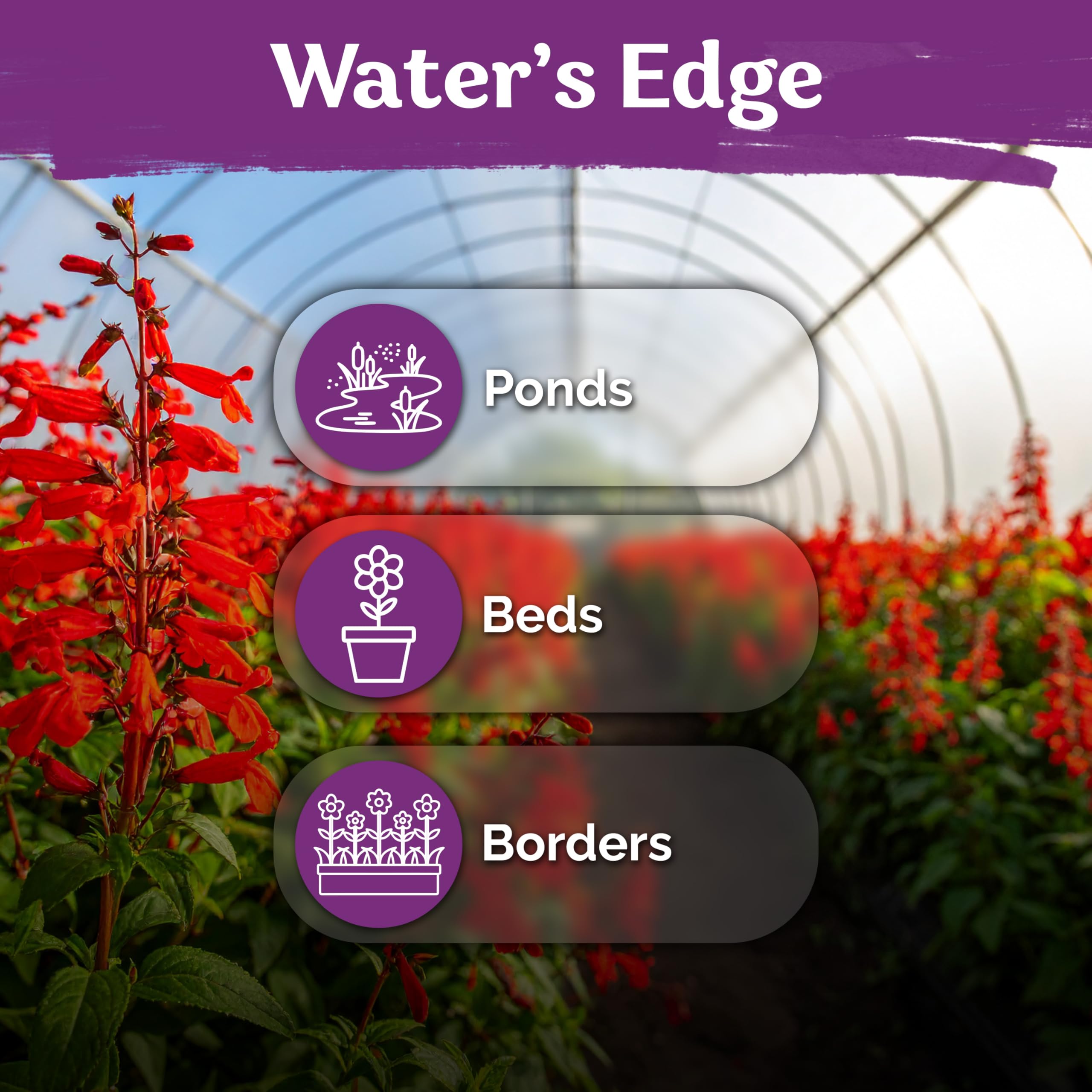 KVITER 2000 hardy native perennial seeds suitable for USDA zones 3–10.