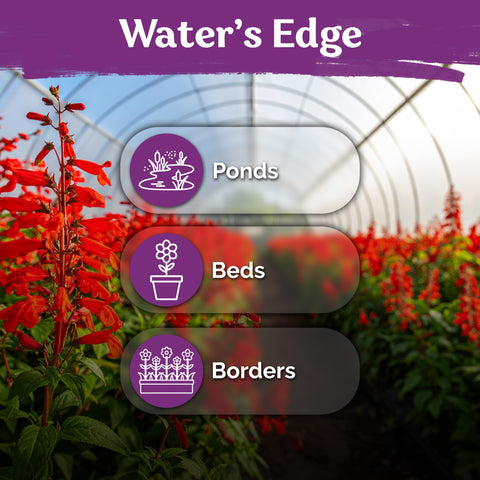 KVITER 2000 hardy native perennial seeds suitable for USDA zones 3–10.