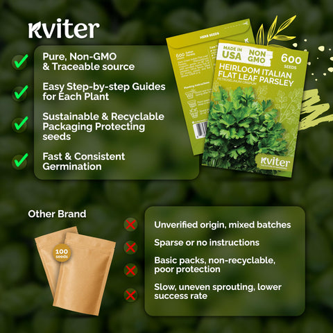 KVITER hardy parsley for zones 5-9 in beds or containers
