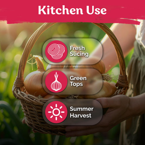 KVITER harvest-ready onions offer fresh summer ingredients.