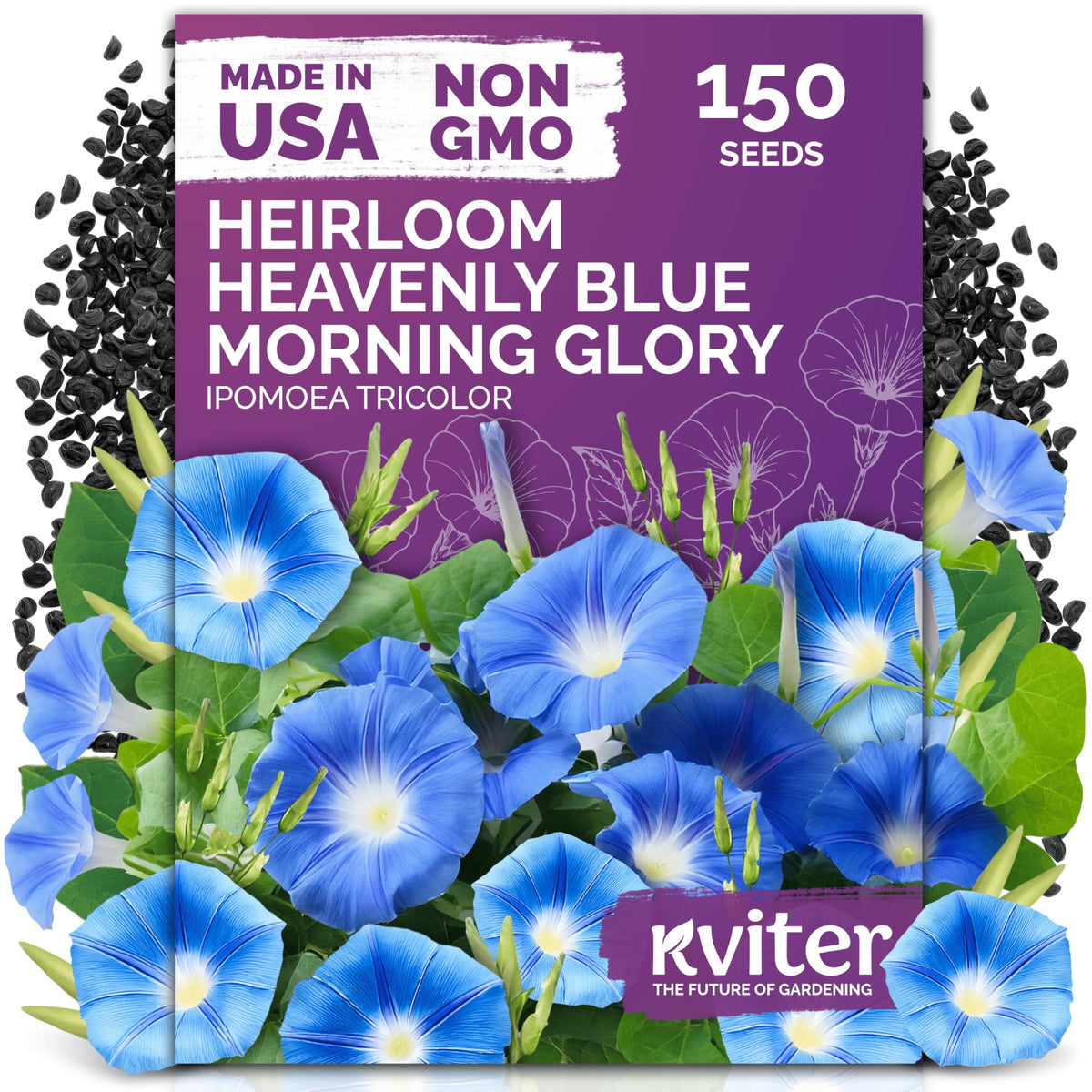 KVITER Heavenly Blue Morning Glory seeds on a trellis with vibrant blue blooms and pollinator appeal.