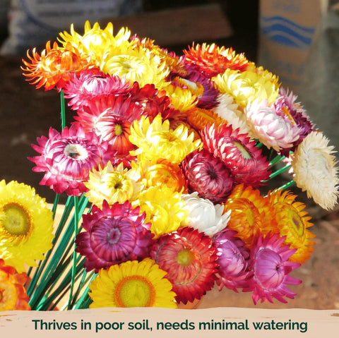 KVITER helichrysum bracteatum seeds for easy indoor starts before frost.