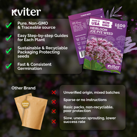 KVITER Joe Pye Weed seeds are ready for direct fall sowing in outdoor beds.