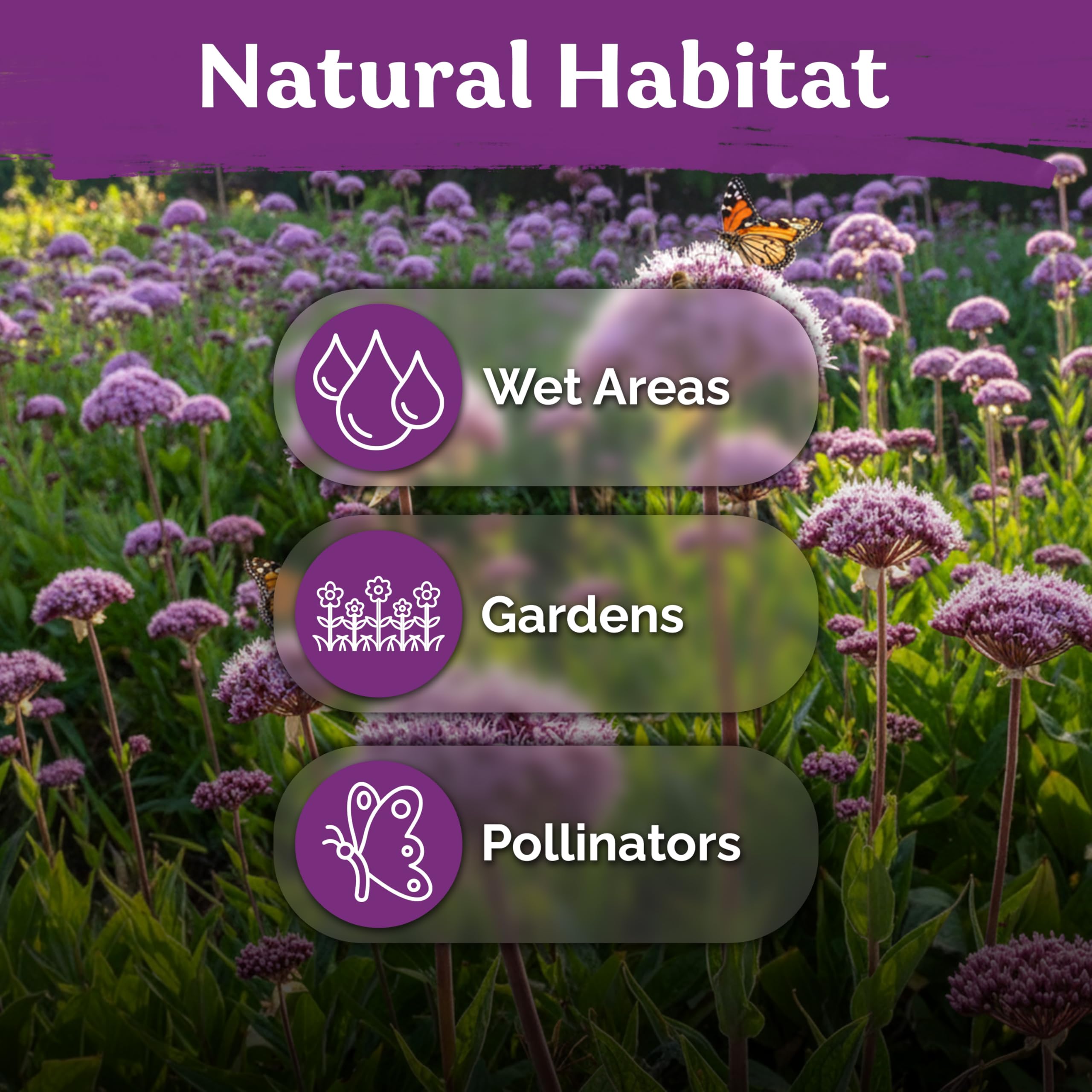 KVITER Joe Pye Weed seeds deliver drought-tolerant performance after establishment.