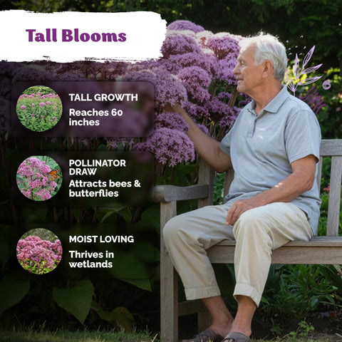 KVITER Joe Pye Weed seeds thrive in moist soils and near water features.