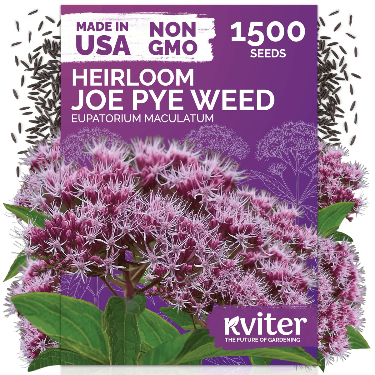 KVITER Joe Pye Weed seeds produce pink blooms for vibrant border displays and pollinator gardens.