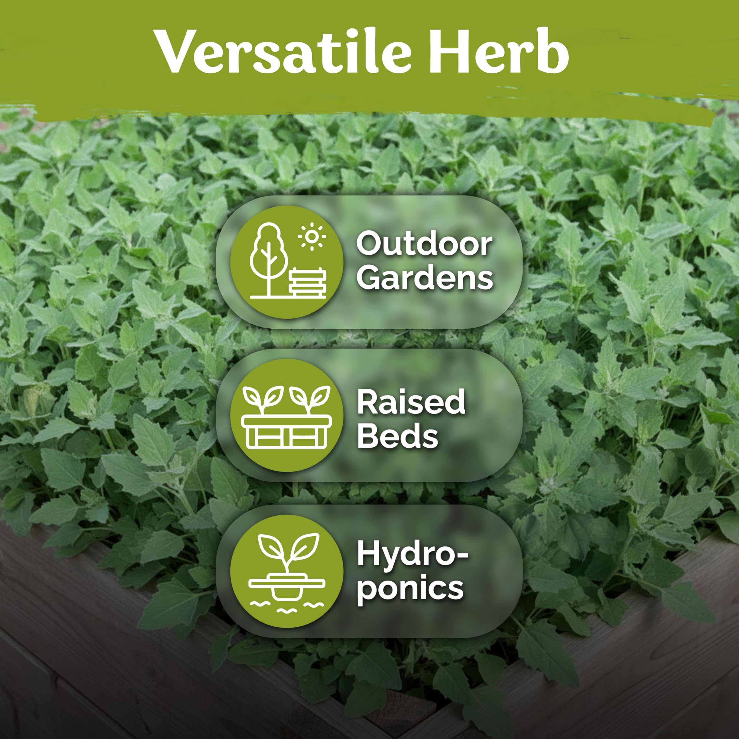 KVITER Raised bed growth for sturdy garden plants.