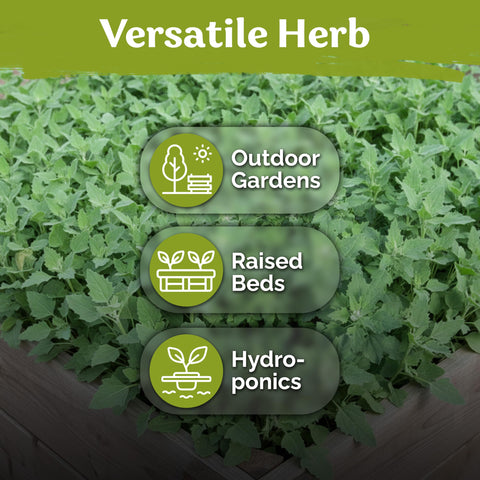 KVITER Raised bed growth for sturdy garden plants.