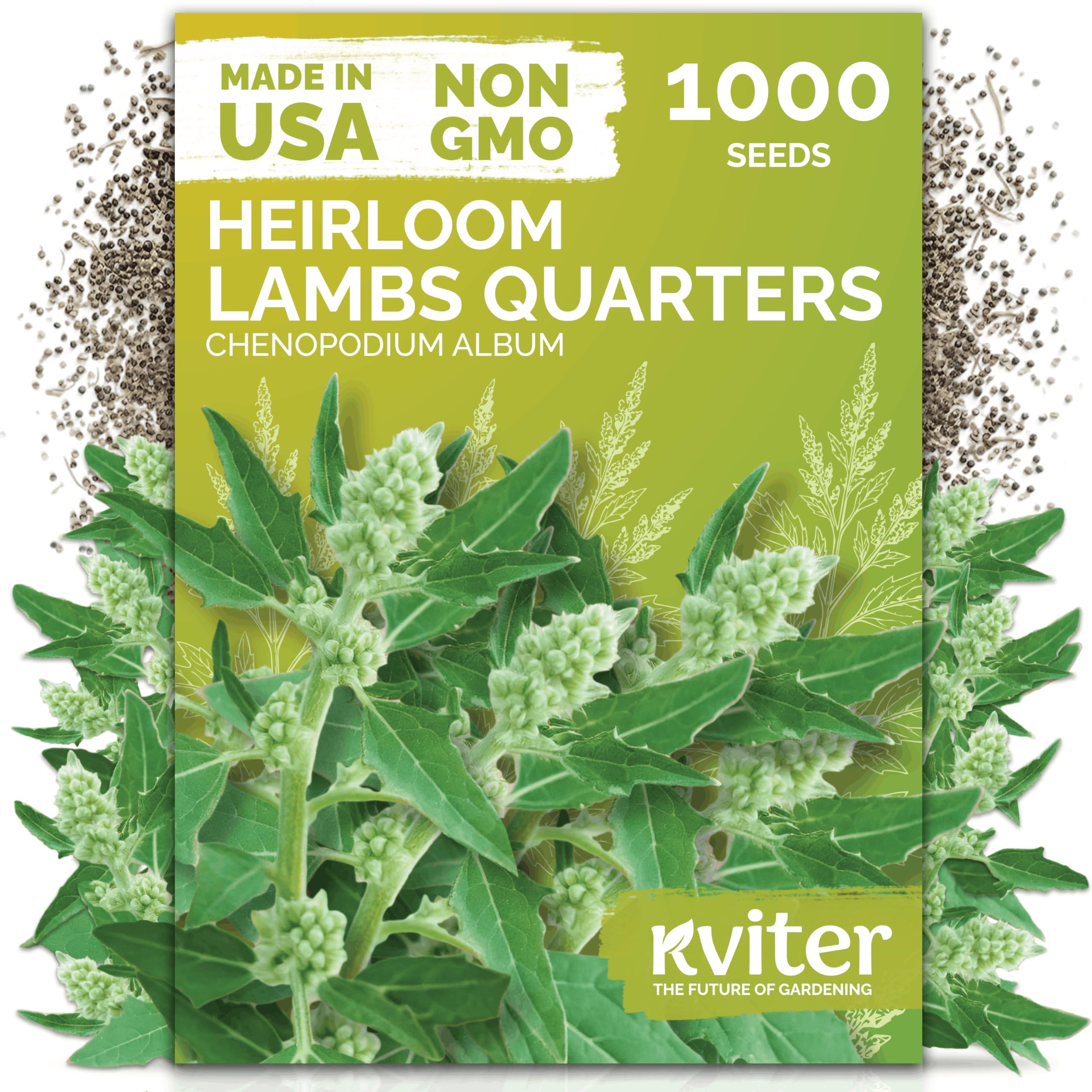 KVITER Lambs Quarters seeds on a table ready for fresh greens.