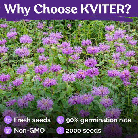 KVITER leaves from bee balm offer citrus notes for herbal tea and potpourri ideas.