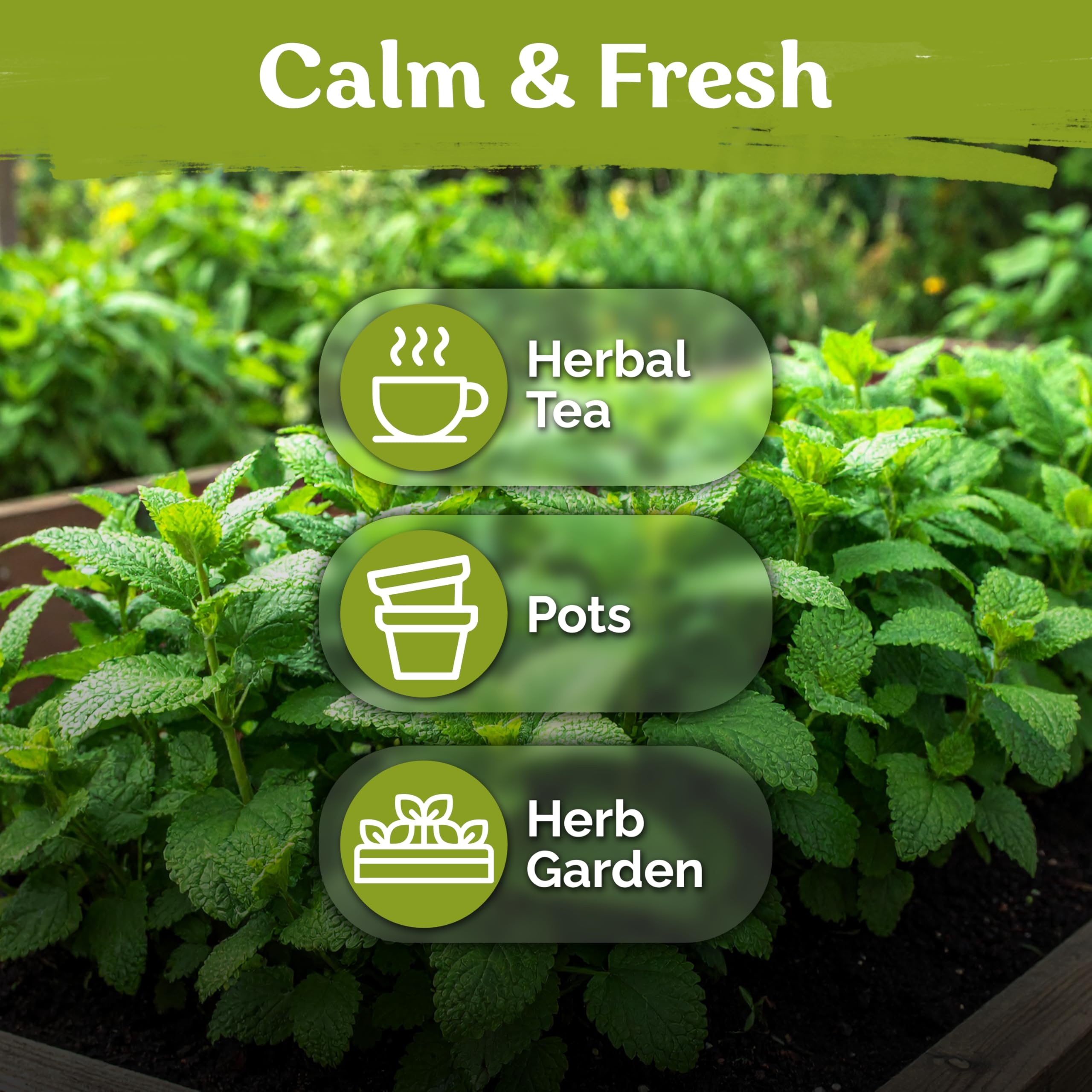 KVITER lemon balm seeds tea-herb use for calming infusions.