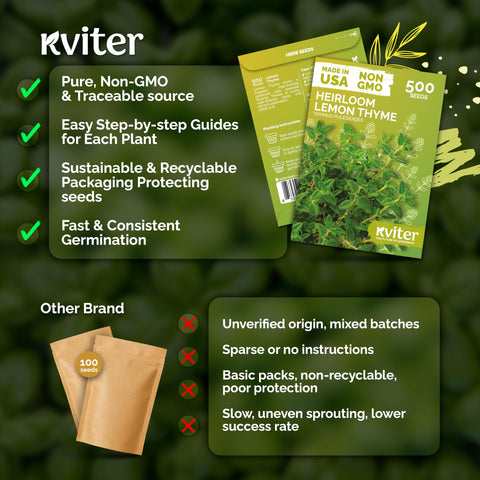 KVITER lemon thyme blooms attract bees and butterflies in your garden