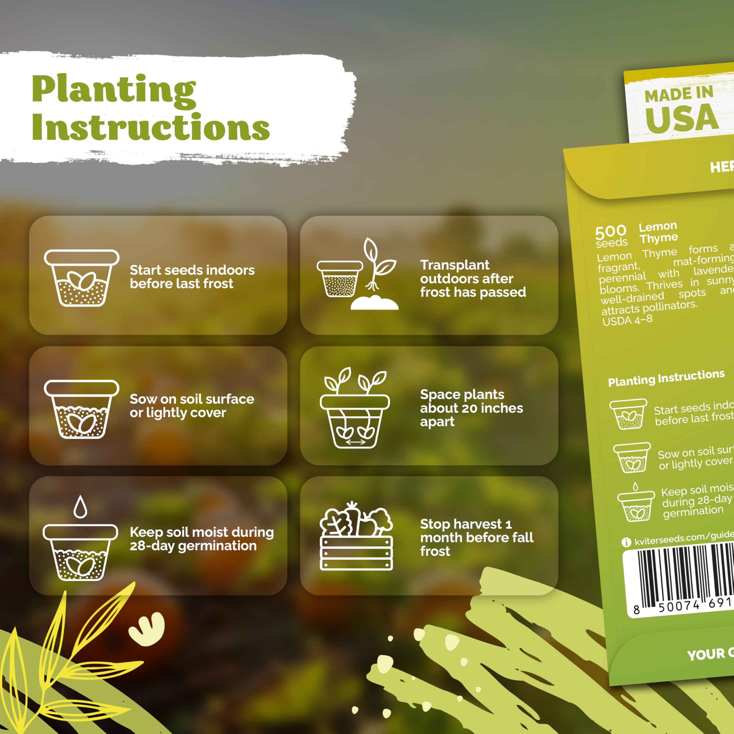 KVITER lemon thyme seeds germination shows quick growth in full sun
