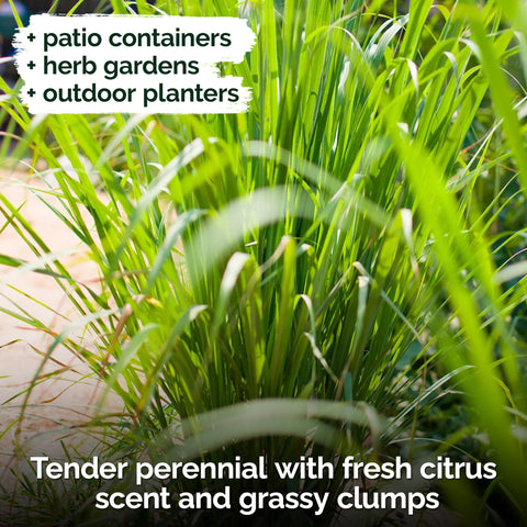 KVITER lemongrass clump growth displays compact plants reaching harvest-ready heights.