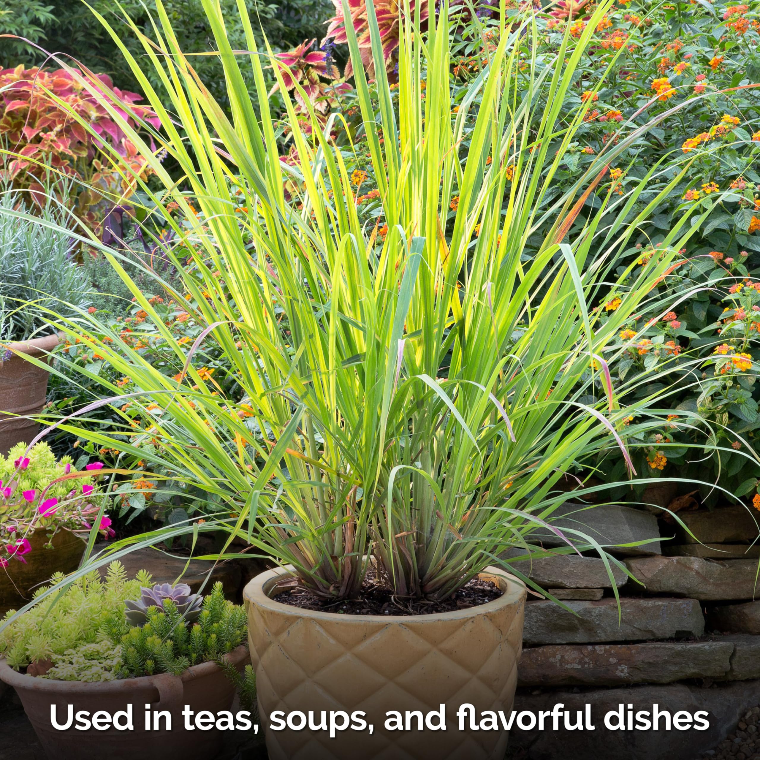 KVITER lemongrass container garden promotes compact, container-friendly herb cultivation.