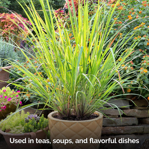 KVITER lemongrass container garden promotes compact, container-friendly herb cultivation.