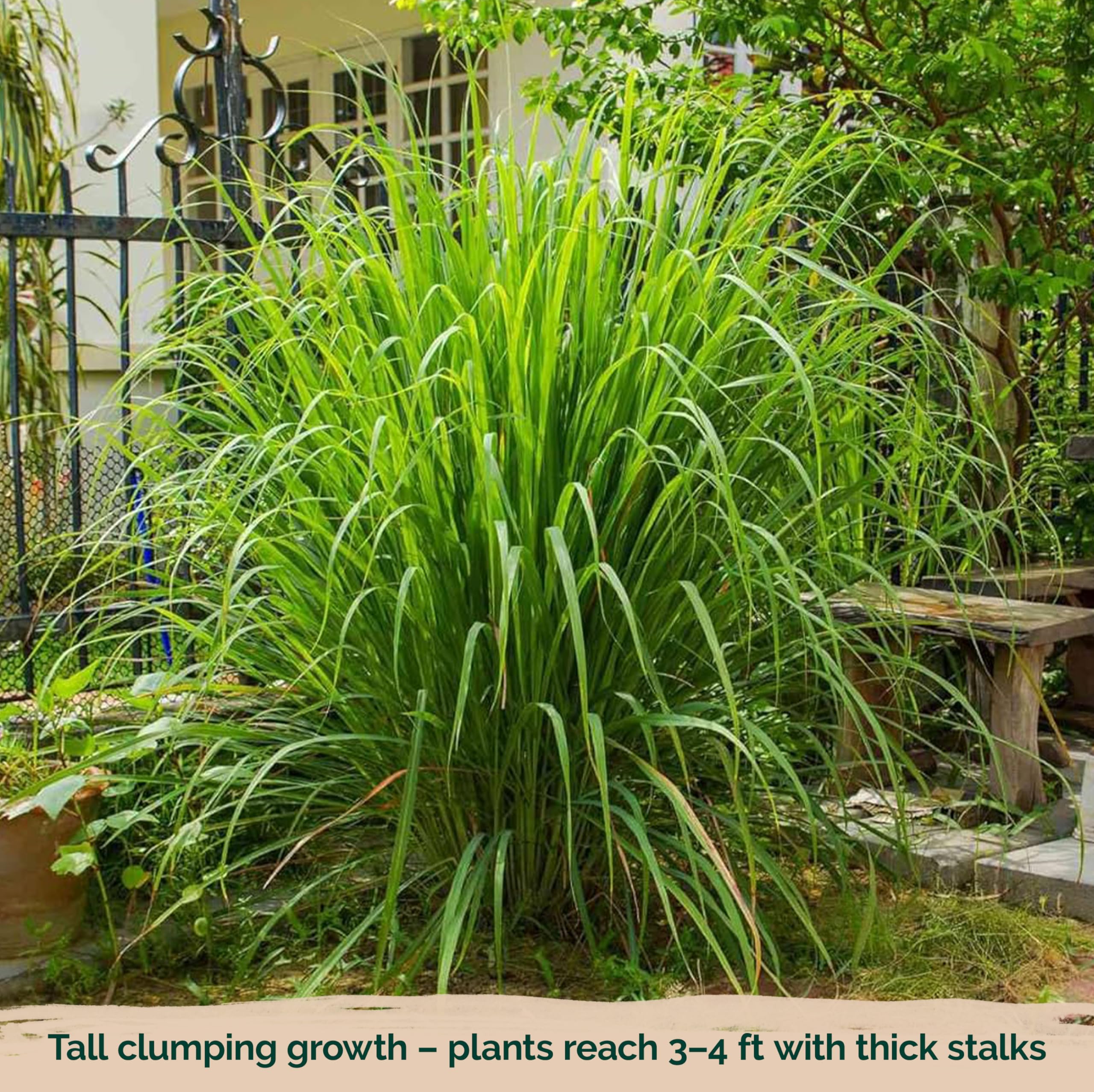 KVITER lemongrass cooking leaves stalks shows versatile flavor options for dishes.
