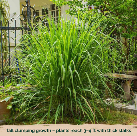 KVITER lemongrass cooking leaves stalks shows versatile flavor options for dishes.