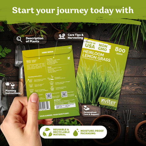 KVITER lemongrass seeds germination phase shows reliable sprouts for fresh harvests.