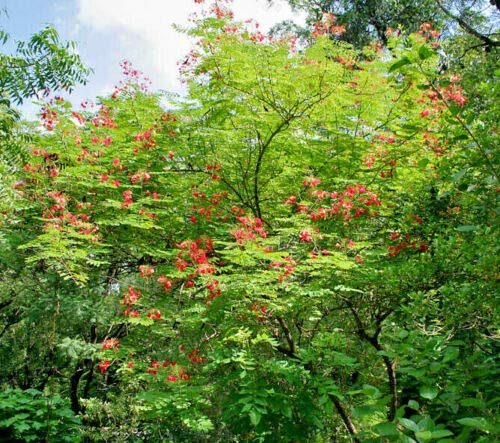KVITER Long-lasting color from seeds through summer to fall for outdoor displays.