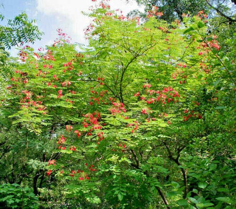 KVITER Long-lasting color from seeds through summer to fall for outdoor displays.
