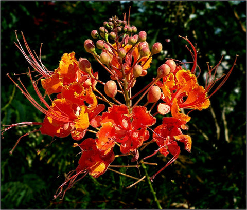 KVITER Mexican Bird of Paradise seeds packshot for easy outdoor planting.