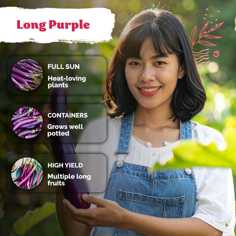 KVITER mild flavor eggplant seeds produce firm flesh suitable for grilling, roasting, or sautéing at home