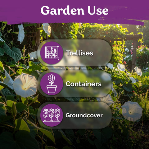 KVITER Moonflower trellis container garden shows versatile placement in outdoor spaces
